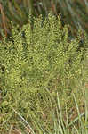 Common pepperweed